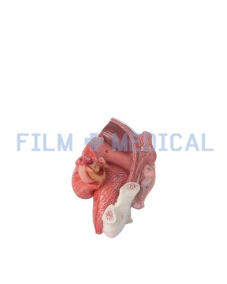 Heart model